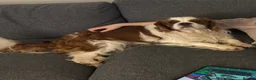 Cavalier King Charles Spaniel dogs for sale: Cavalier King Charles Spaniel pair  - Advert 2