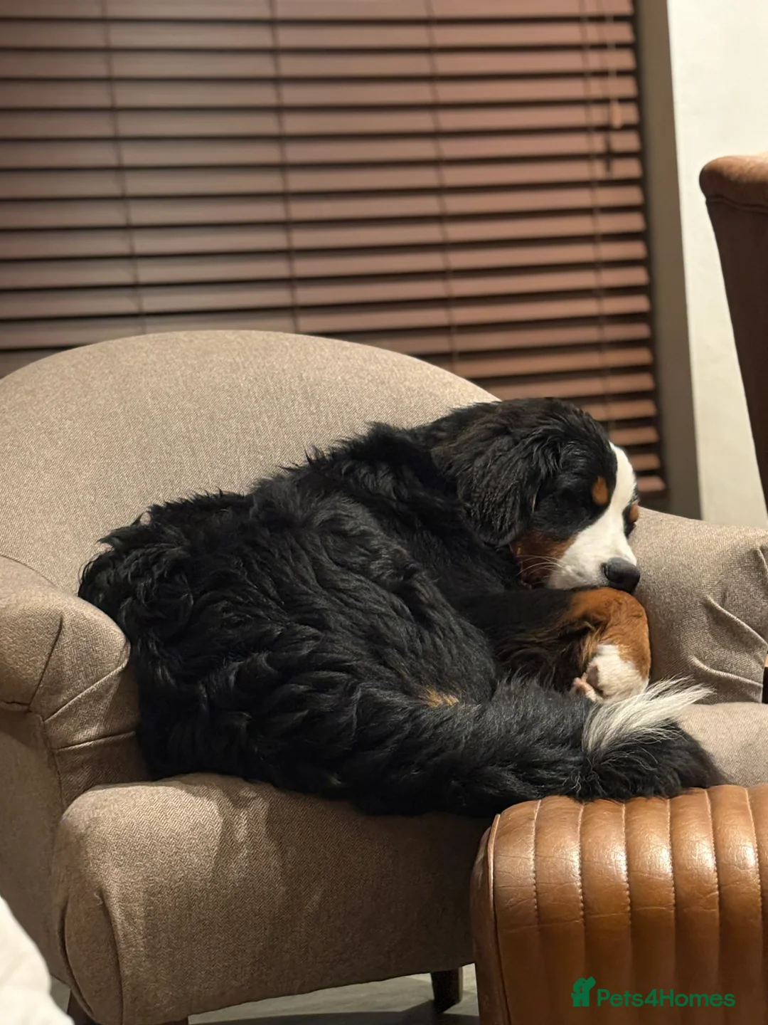 Bernese Mountain Dog dogs for sale: Beautiful KC reg Bernese Mountain puppies - Advert 5