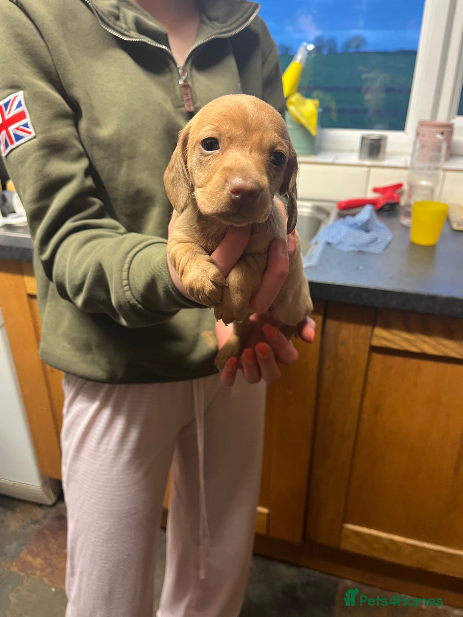 Miniature Dachshund dogs Beautiful dachshund puppies for sale - Advert 1