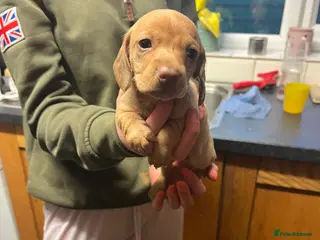 Miniature Dachshund dogs Beautiful dachshund puppies for sale - Advert 1