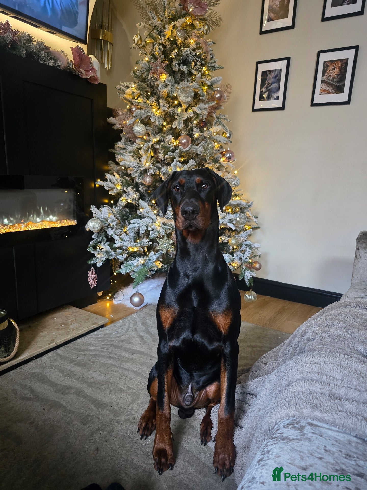 Dobermann dogs Diablo for stud - Advert 1