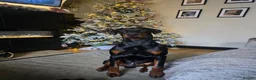 Dobermann dogs for stud: Diablo for stud - Advert 1