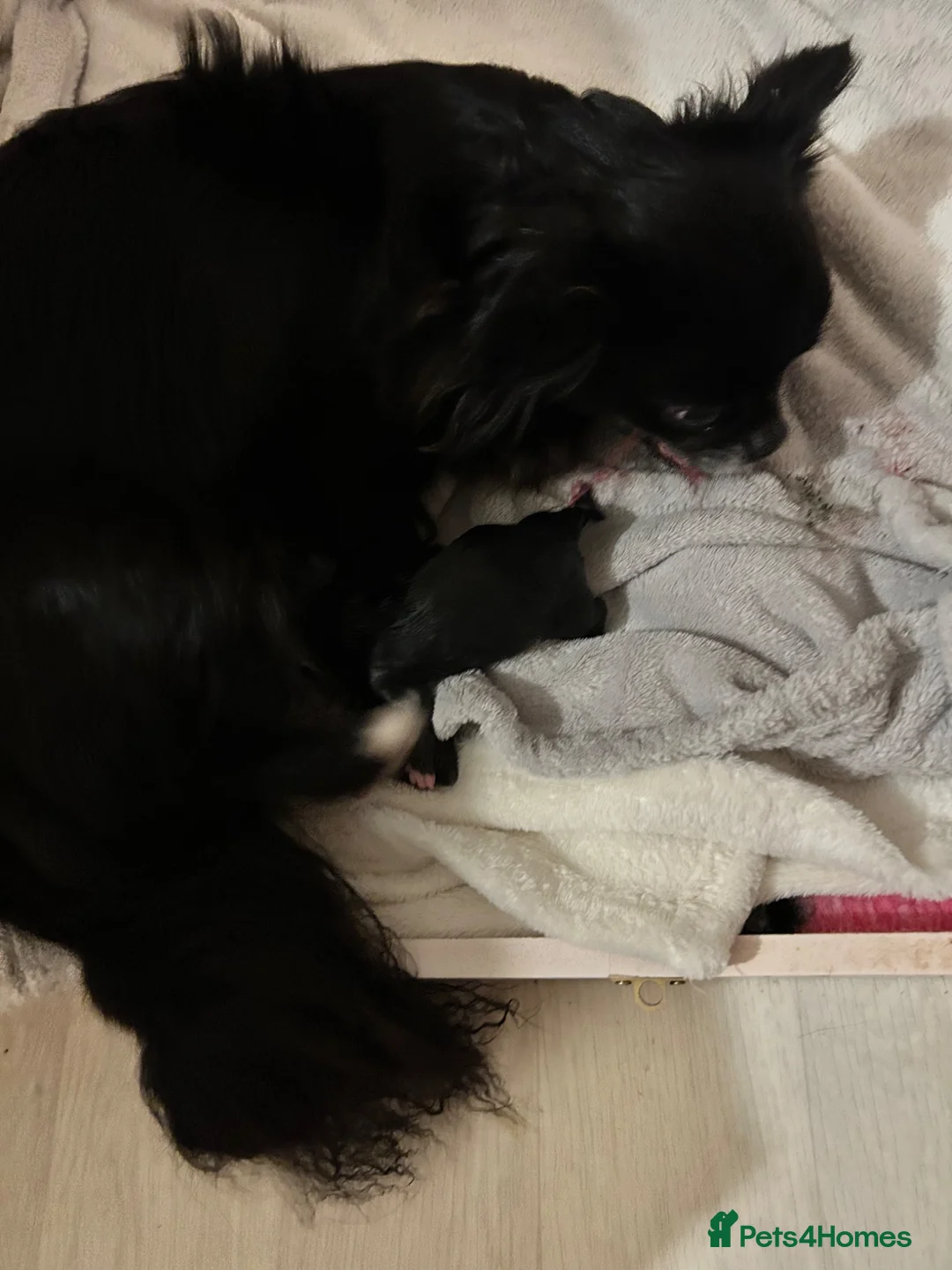 Chihuahua dogs for sale: KC LONG COAT CHIHUAHUAS - Advert 17