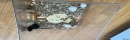 Gerbil rodents for sale: Local London Gerbils for sale - Advert 5