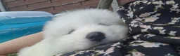 Samoyed dogs for sale: 2 Samoyed Puppies Looking for Their Forever Homes in Craven Arms - Advert 10