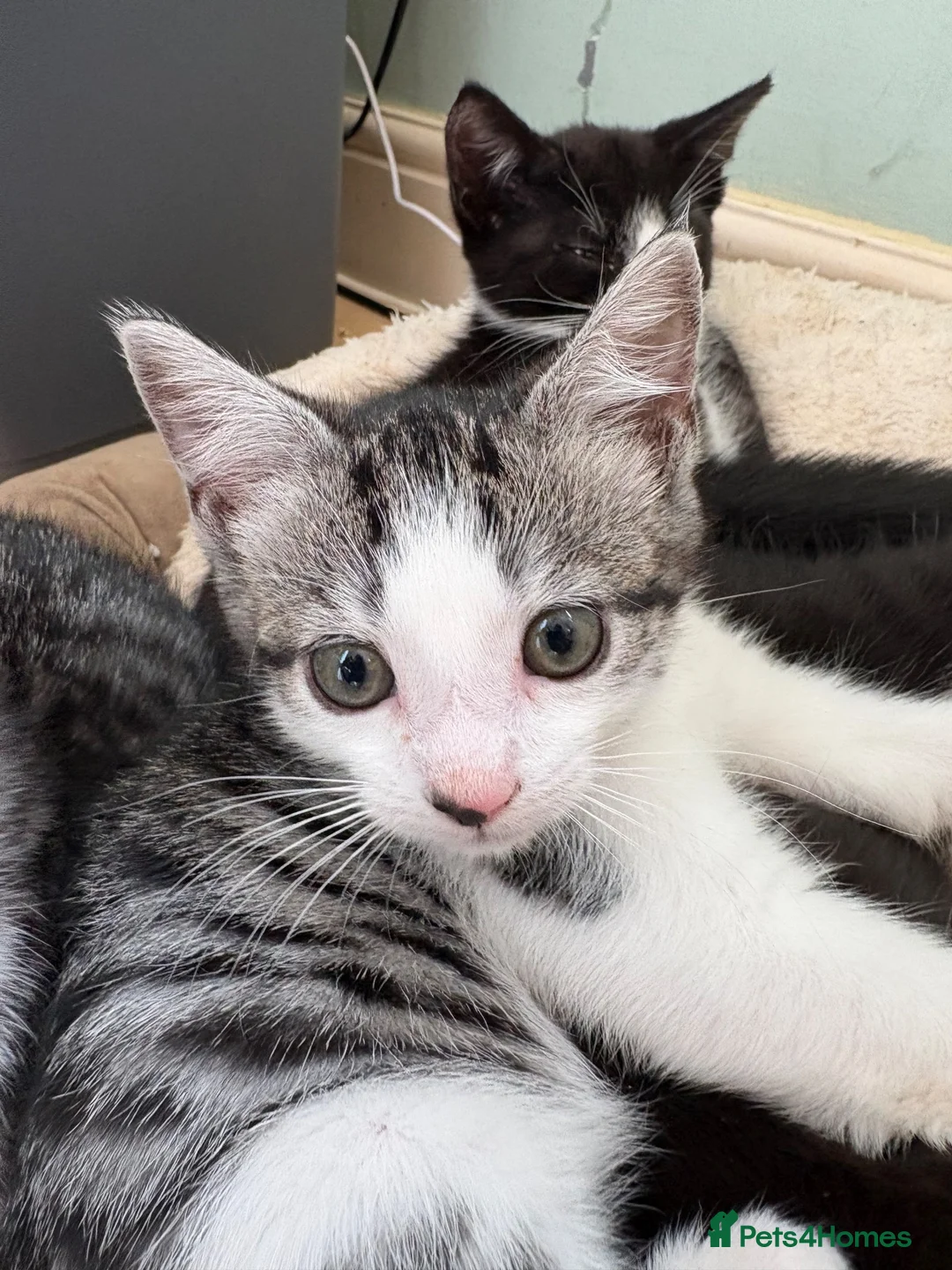 Domestic Shorthair cats for sale: READY TO GO‼️ 5 kittens! - Advert 29