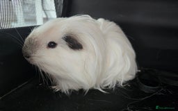 Guinea Pig rodents for sale: Male guinea pig californian silkie  - Image 3