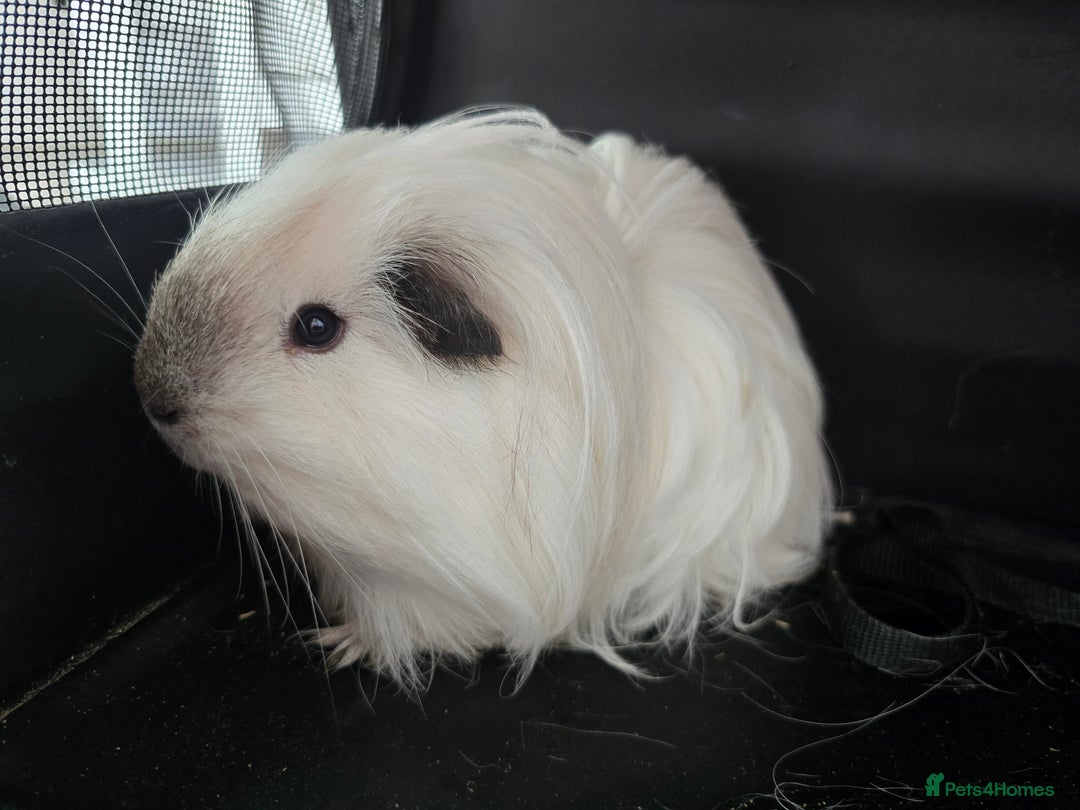 Guinea Pig rodents for sale: Male guinea pig californian silkie  - Image 3