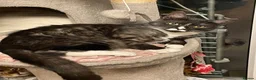 Mixed Breed cats for sale: Short haired Male cat  - Advert 3