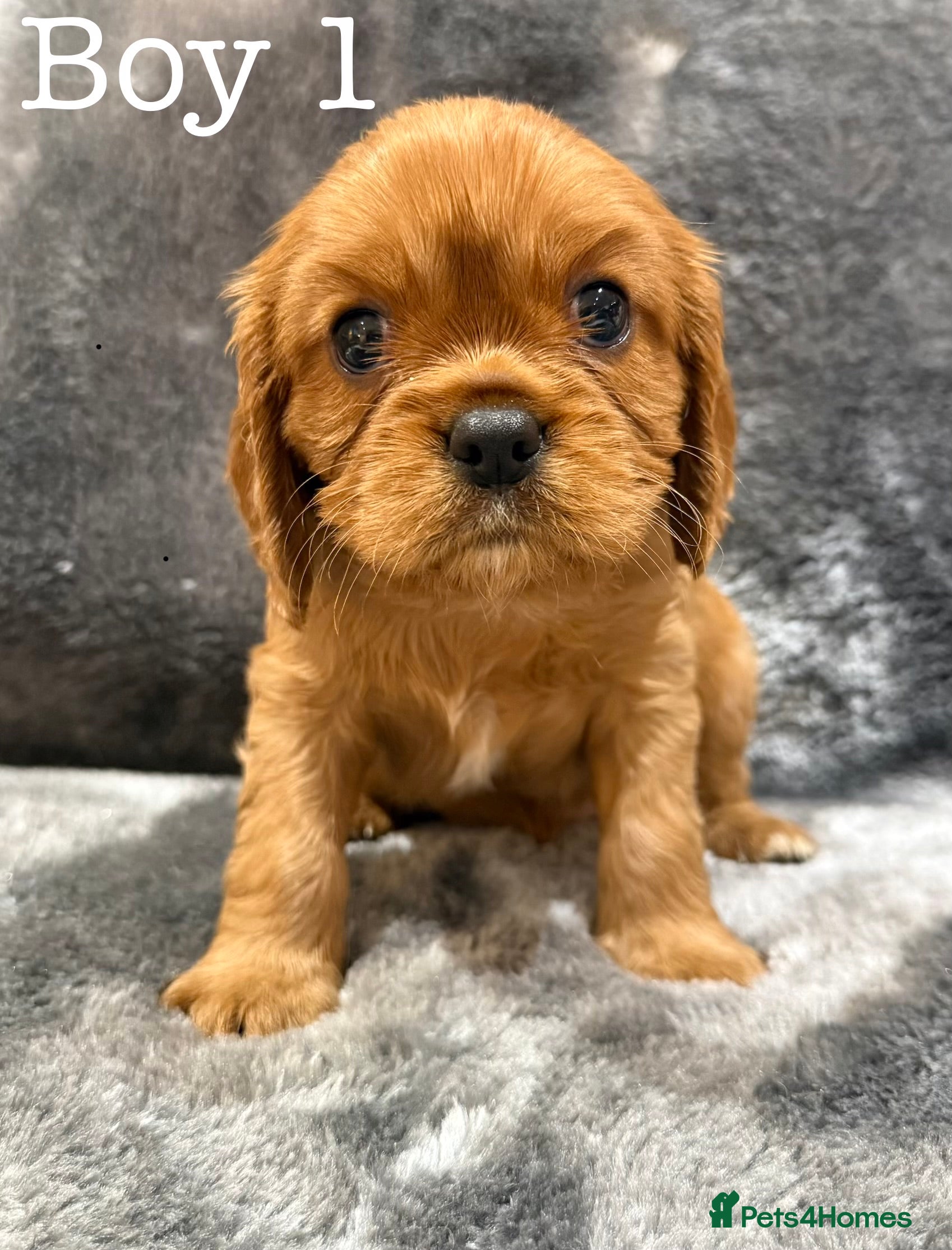 Cavalier King Charles Spaniel dogs Cavalier King Charles Spaniel  - Advert 3