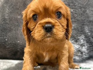 Cavalier King Charles Spaniel dogs Cavalier King Charles Spaniel - Advert 4