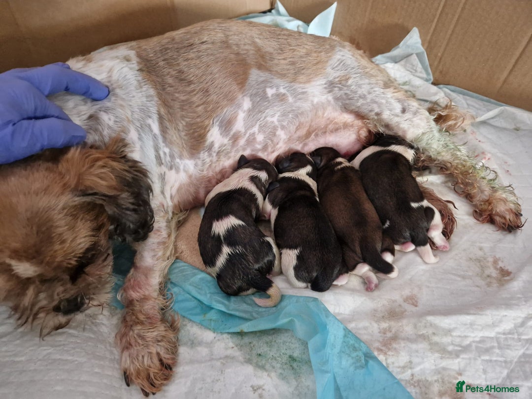 Shih Tzu dogs for sale: 3 Shih-tzu boys looking for forever home - Advert 8