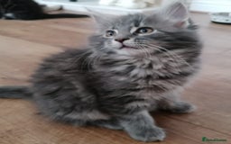 Maine Coon cats for sale: Stunning litter of maine coon kittens  - Advert 38