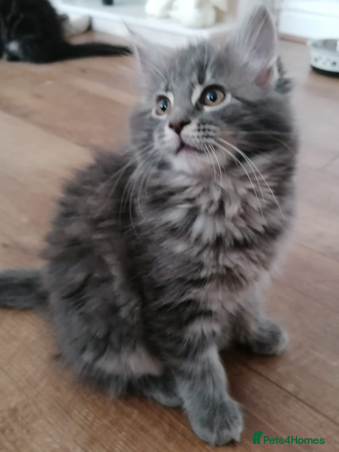 Maine Coon cats for sale: Stunning litter of maine coon kittens  - Advert 38