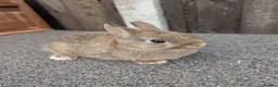 Netherland Dwarf rabbits for sale: Netherland dwarfs  - Advert 5