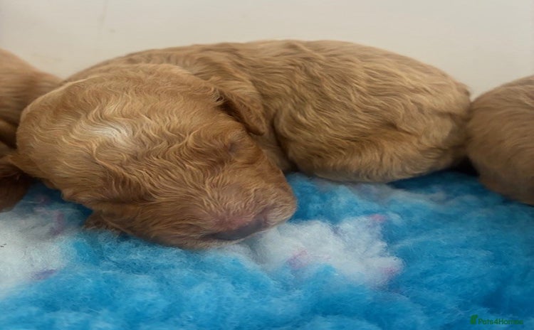Cavapoo dogs - Advert 2
