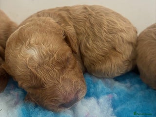 Cavapoo dogs - Advert 5