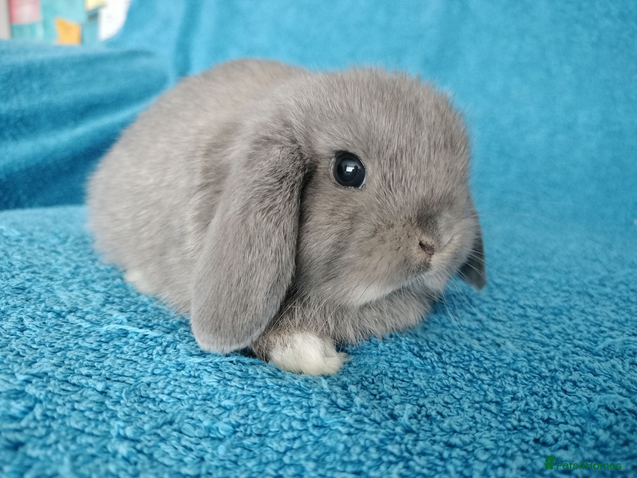 Mini Lop rabbits Baby mini lops for sale  - Advert 12