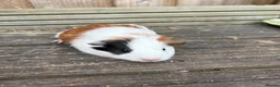 Guinea Pig rodents for sale: Guinea pigs ready now boys and girls  - Advert 4