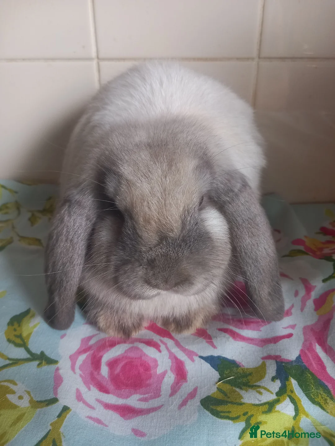 Mini Lop rabbits for sale: Pedigree Mini Lops in Tamworth - Advert 17