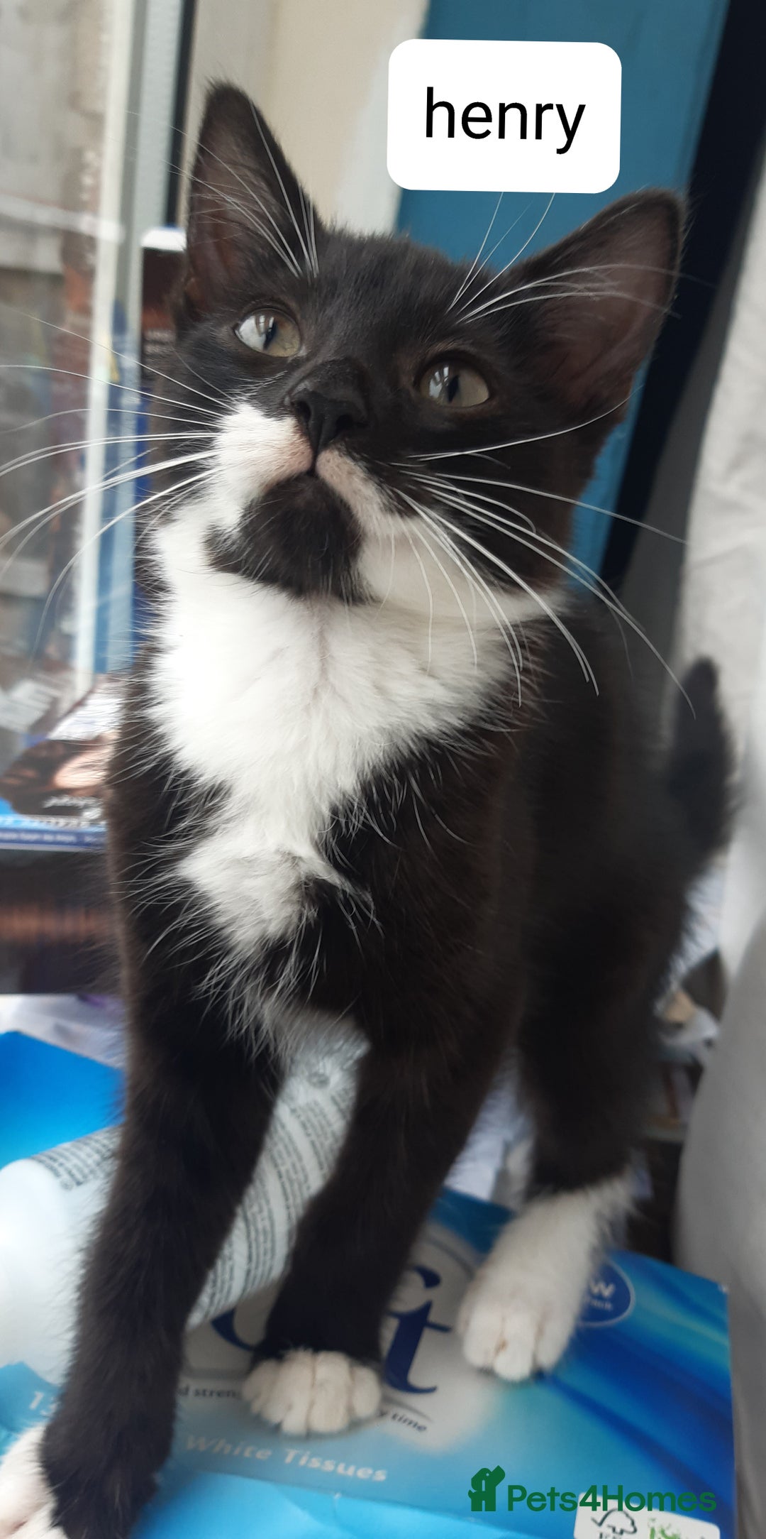 Mixed Breed cats for sale: Ready for their forever home - Image 5