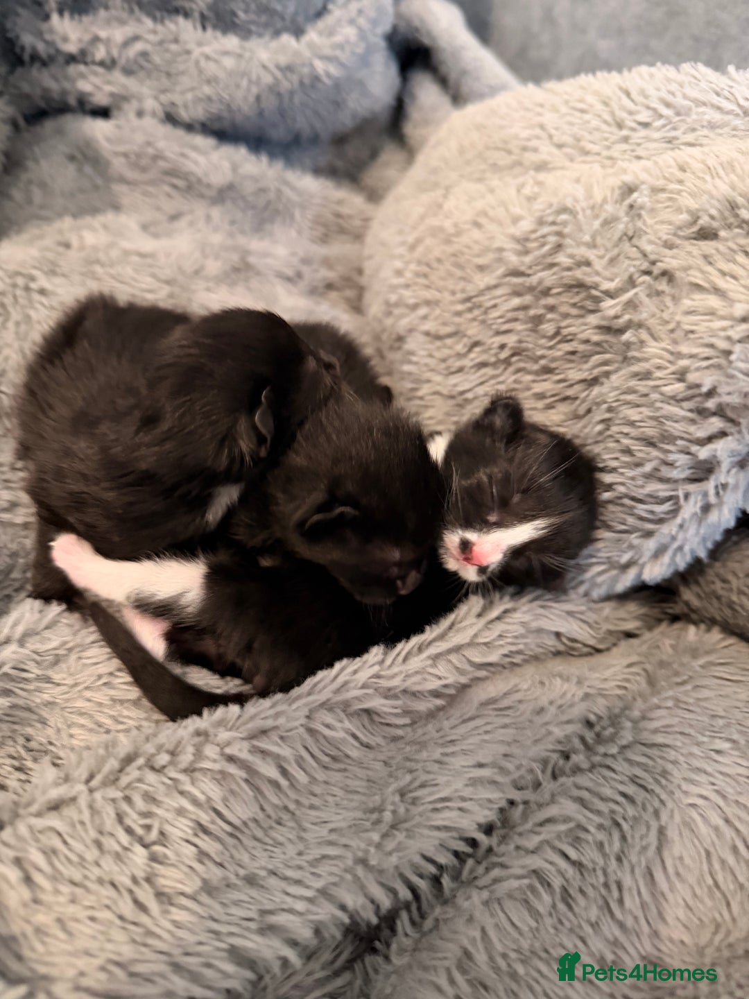 Domestic Shorthair cats for sale: 3 baby kittens ready for  **  eve - Image 6