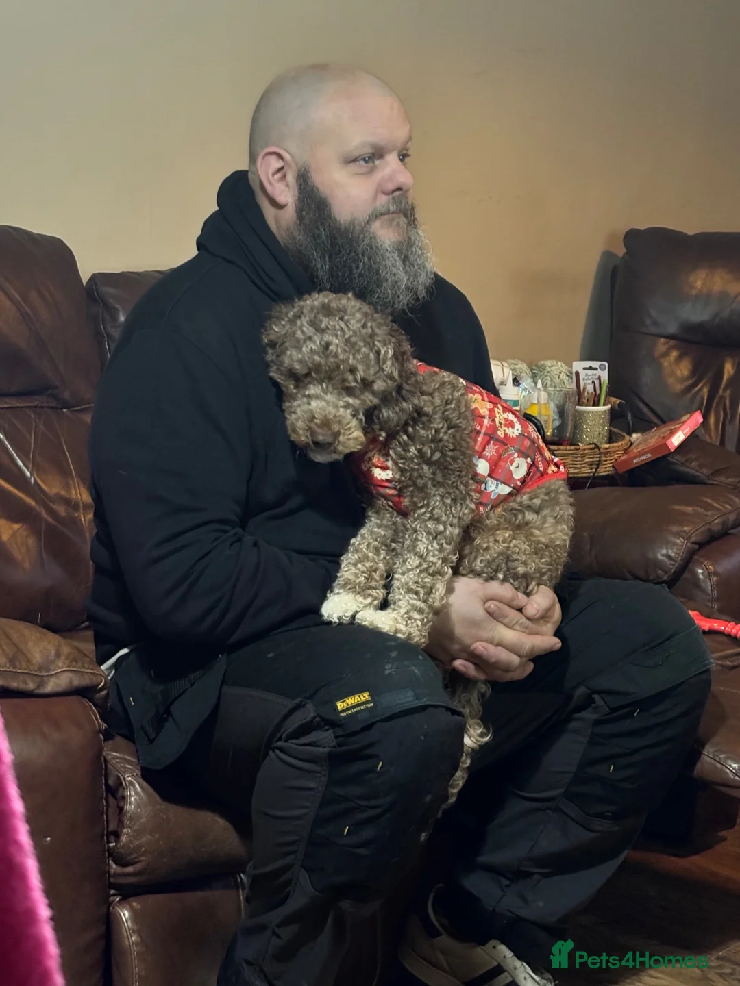 Cockapoo dogs for sale: 5yp male cockapoo called Tony - Advert 5