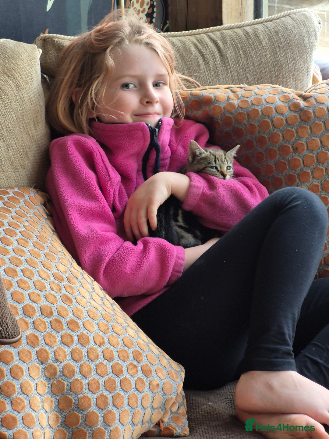 Mixed Breed cats for sale: Beautiful marked  friendly kittens  - Image 9
