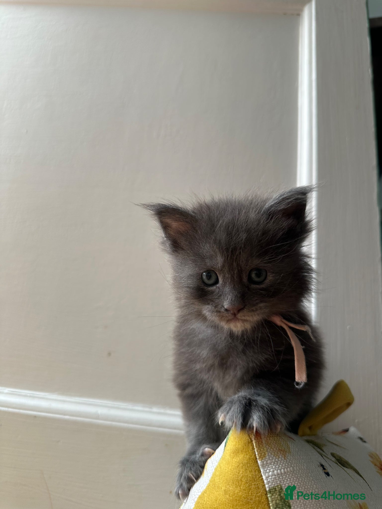 Maine Coon cats for sale: 5 beautiful Maine coon kittens - Advert 26