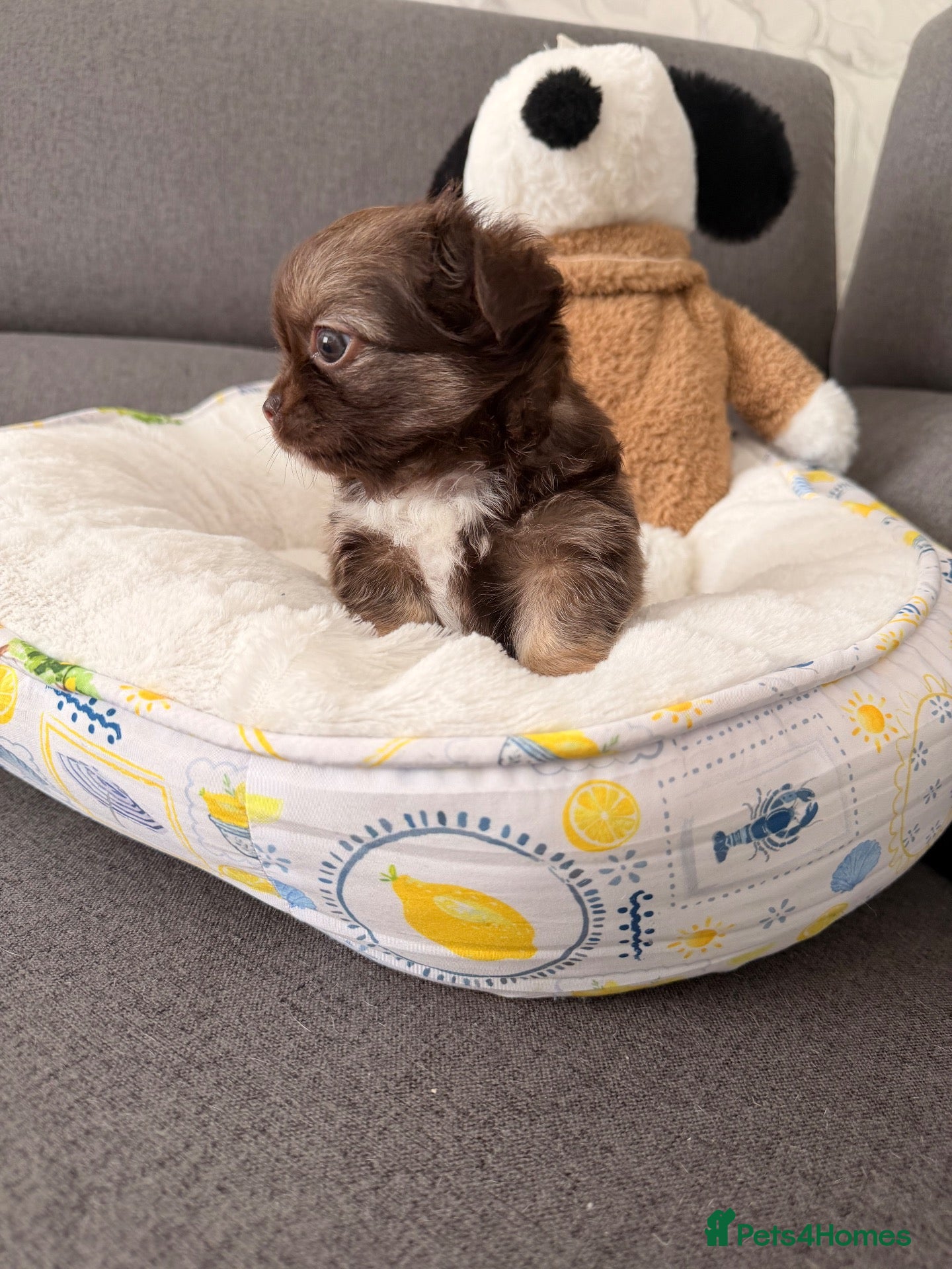 Chihuahua dogs 🔥  Chihuahua puppy's 🔥 - Advert 2