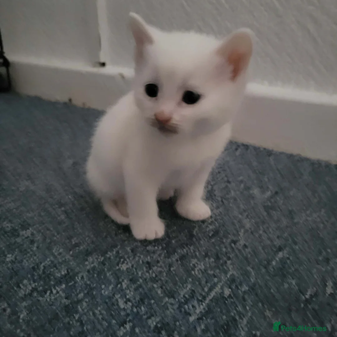 Mixed Breed cats for sale: kittens ,beautiful 6 kittens  in Bridgend - Advert 4