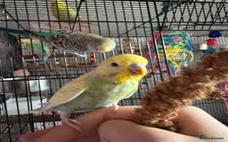 Budgerigars birds for sale: Flock of 5 Budgies (3 Handtamed) - Image 7