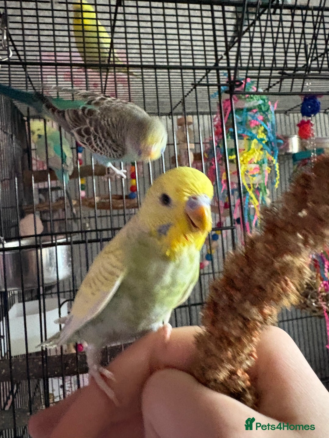 Budgerigars birds for sale: Flock of 5 Budgies (3 Handtamed) - Image 7