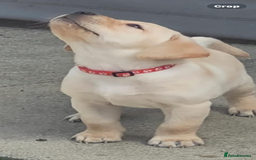 Labrador Retriever dogs for sale: Labrador puppy with papers  - Image 4