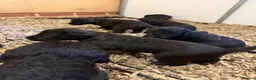 Mixed Breed dogs for sale: Bedlington x Whippet Lurcher puppy’s  in Westerham - Advert 20