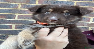 German Shepherd dogs - Advert 7