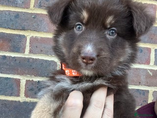 German Shepherd dogs - Advert 4