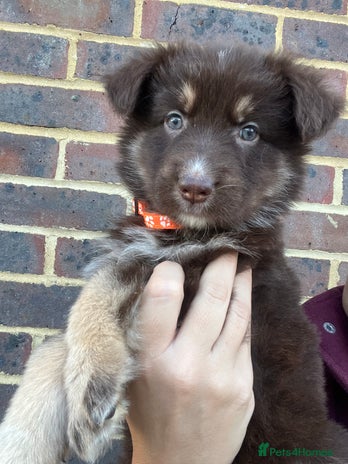 German Shepherd dogs - Advert 2