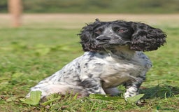Cocker Spaniel dogs for stud: Fully DNA Health tested, Hip scored Cocker stud in Alton - Image 6