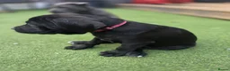 Cane Corso dogs for sale: Cane Coros Puppies For Sale  - Advert 2