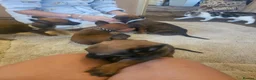 Belgian Shepherd Dog dogs for sale: Outstanding Belgium malinois puppies  - Advert 18