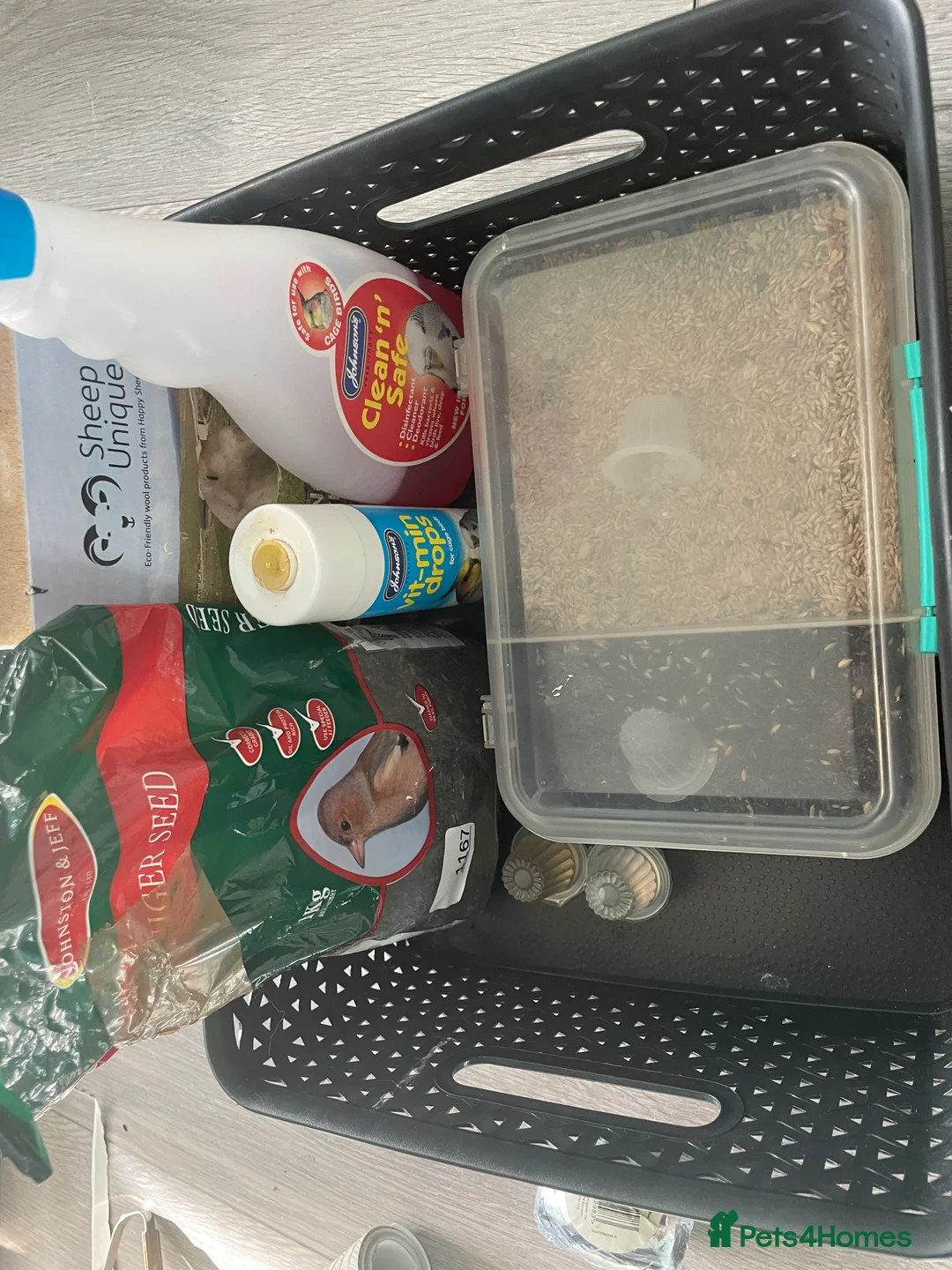 Canaries birds for sale: Canaries as a pair for sale - Advert 20