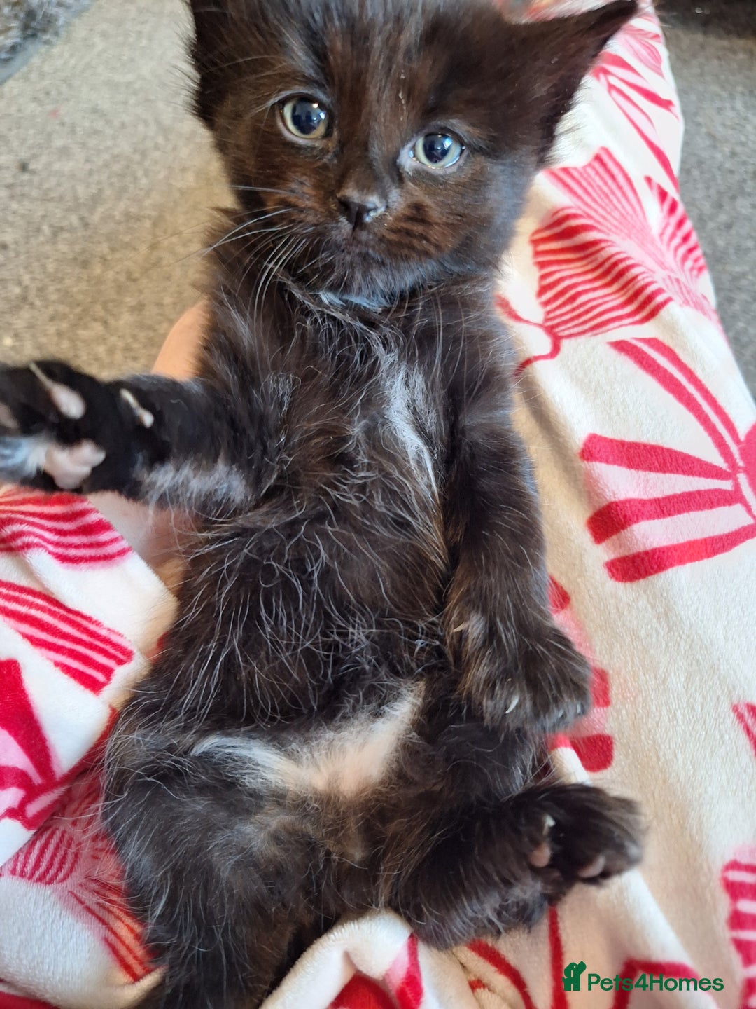 Mixed Breed cats for sale: Mix breed kittens, 1/4 ragdoll  - Advert 4