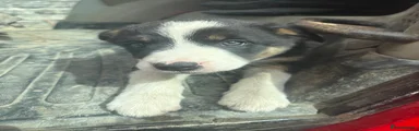 Border Collie 1