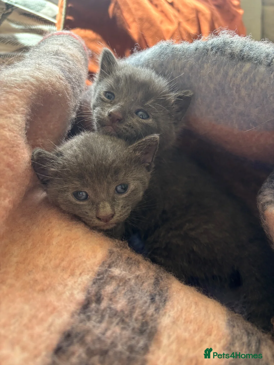 Mixed Breed cats for sale: Kittens two tabby one grey kitten  - Advert 2