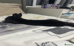 Netherland Dwarf rabbits for sale: Bolt  - Advert 3