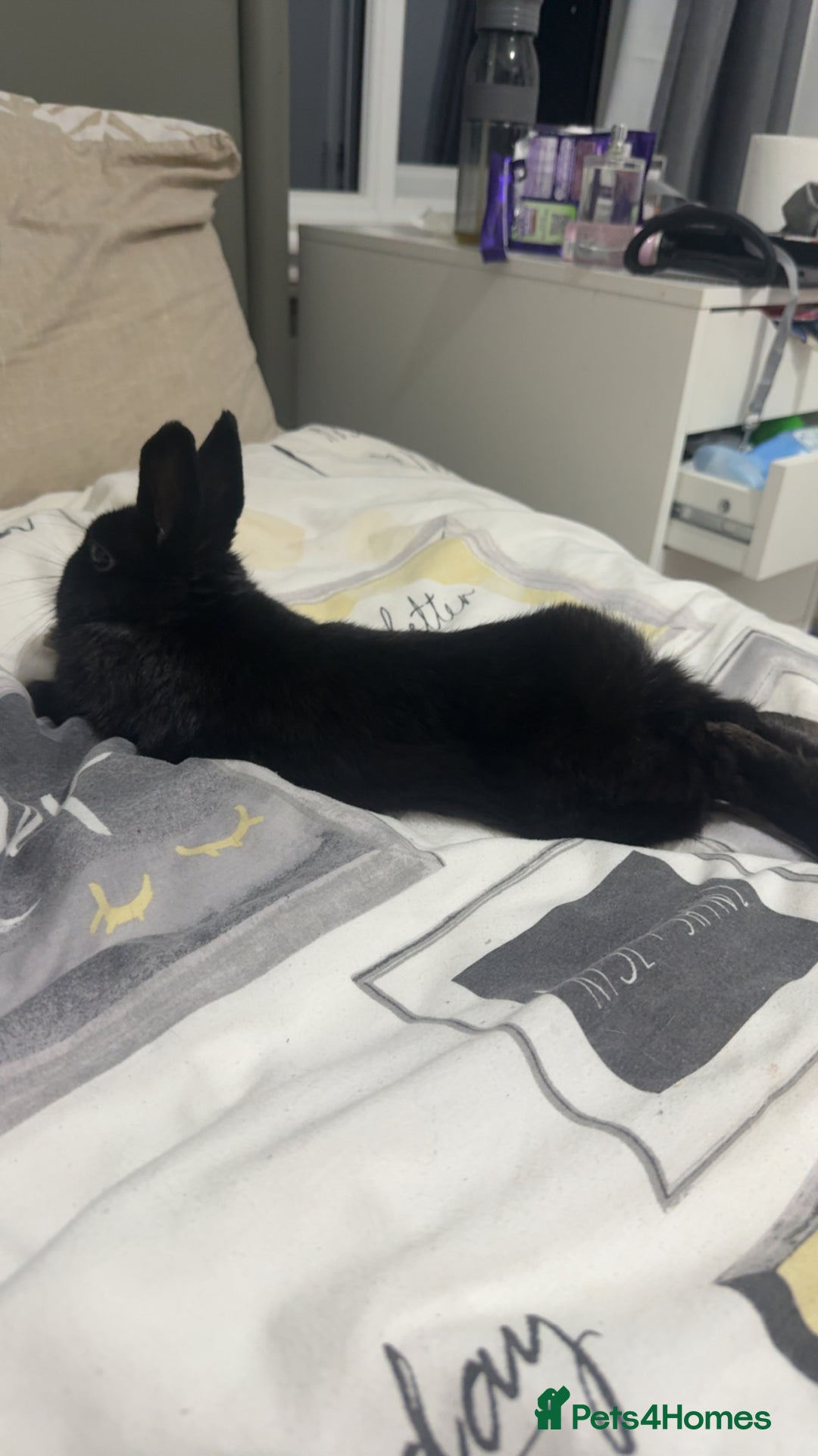 Netherland Dwarf rabbits for sale: Bolt  - Advert 3