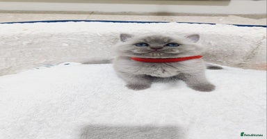 British Shorthair cats - Advert 1