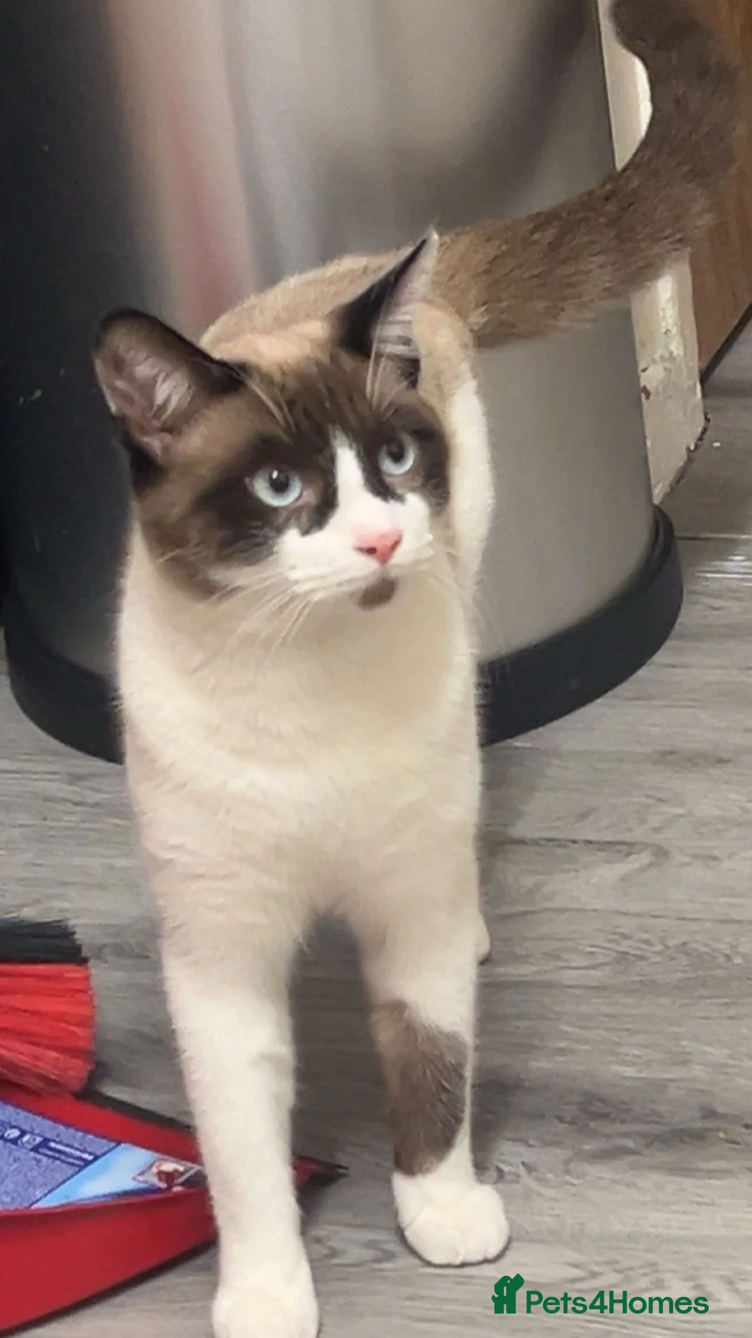 Siamese cats for sale: urgent home needed  in Rotherham - Advert 8