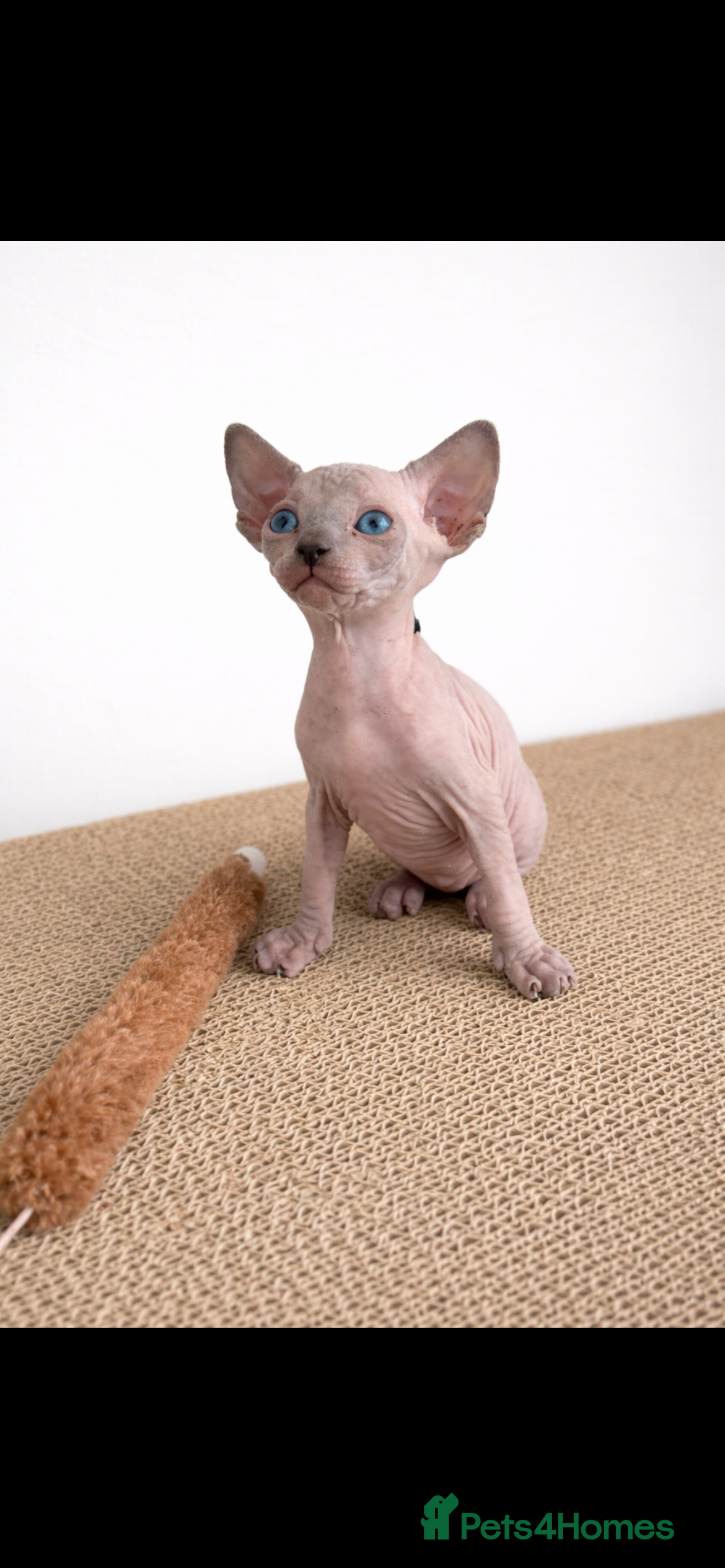 Sphynx cats Sphynx Kittens - European Champion Bloodlines - Advert 9